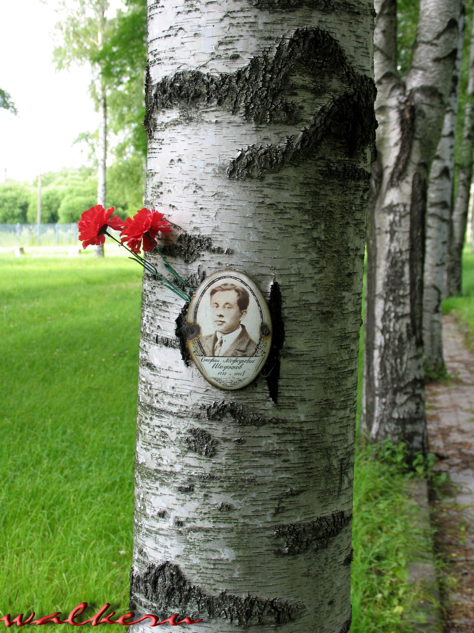 Кенотаф Шаденкова С.М. на Пискарёвском кладбище